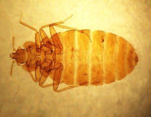 Bed Bug Visual