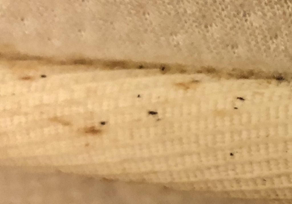 Bed Bug Droppings
