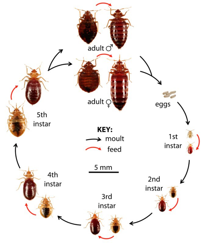 Bed Bug Life Cycle