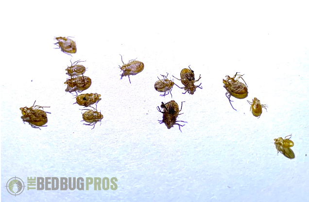 Bed Bug Skins