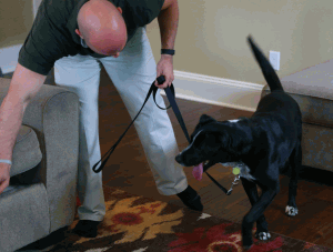 Bed bug dog inspection