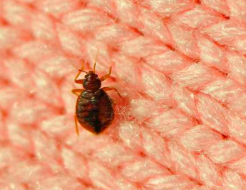 picture of bed bugs