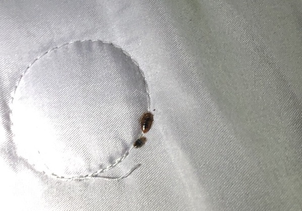 How can I tell if I have bed bugs?