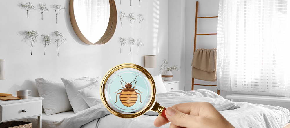 DIY Bed Bug Inspection
